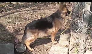 Long coat German Shepherd Breeder