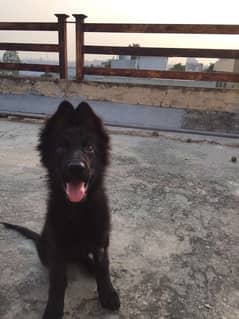 long coat black gsd female pup