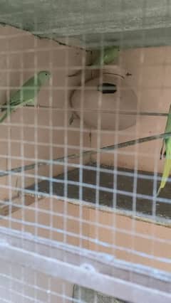 green ringneck