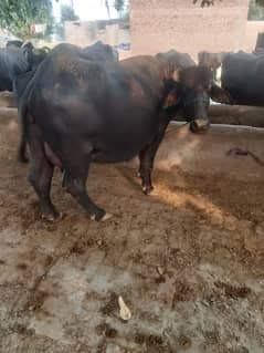 buffalo far sale