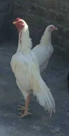 ASEEL PAIR  URGENTLY SALE