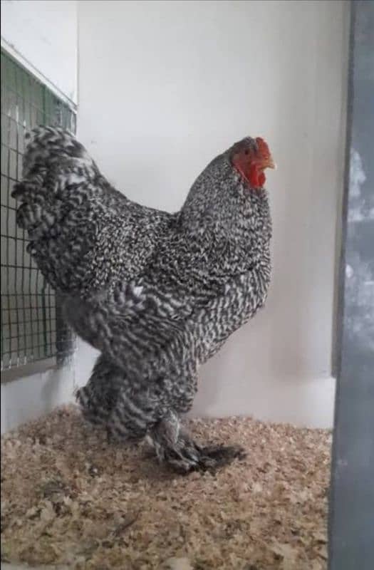 Coco bharama , blue and black bharama chick's available 1