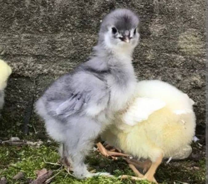 Coco bharama , blue and black bharama chick's available 7