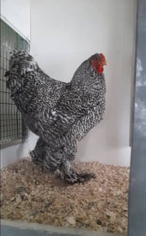 Coco bharama , blue and black bharama chick's available 8