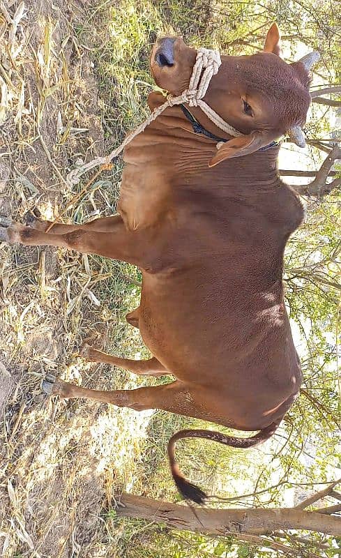 Pure Sahiwal bachri ready for breeding 1