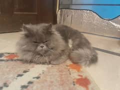 Persian cat / triple coated 0