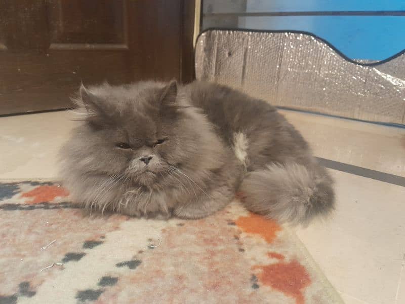 Persian cat / triple coated 1