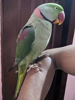 Raw Parrot