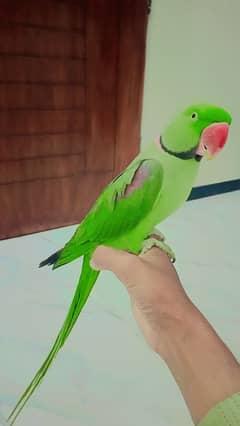 talking parrot