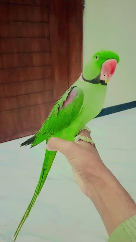 talking parrot 1