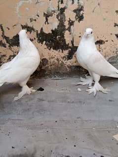 Piegon pair