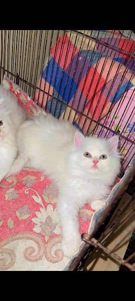 Persian cat for sale my WhatsApp number 03468444939 0