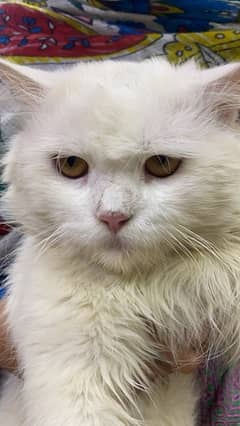 Persian white cat