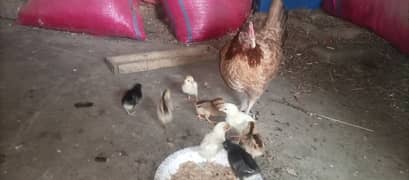 one hen and 8 chicks