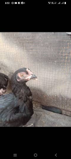 black aseel pair for sale 0