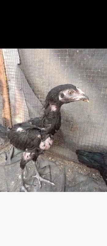 black aseel pair for sale 1