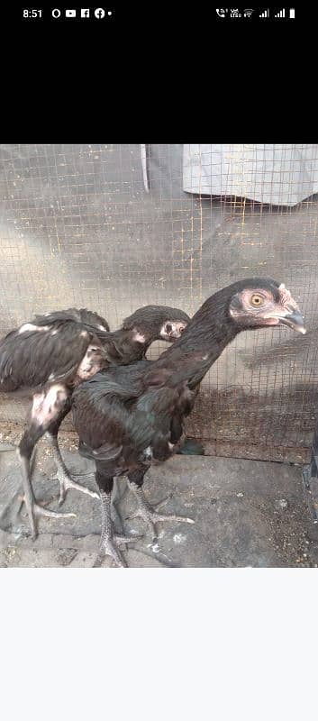 black aseel pair for sale 2