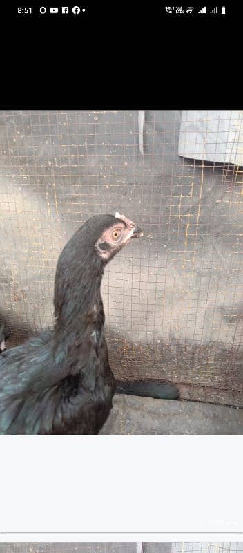 black aseel pair for sale 3