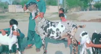 3 bacche wali Shera print Bakri for sale. 03277559164