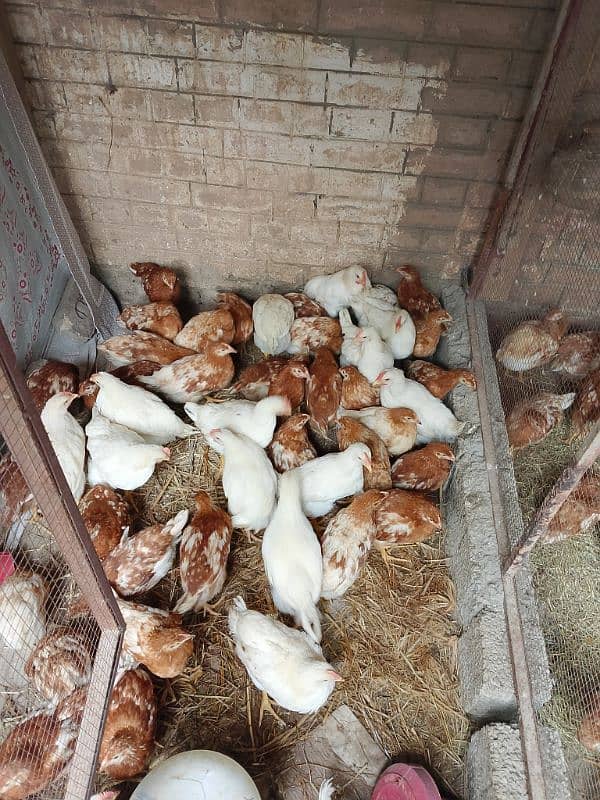 hens Bovans brown American breed hens. 1