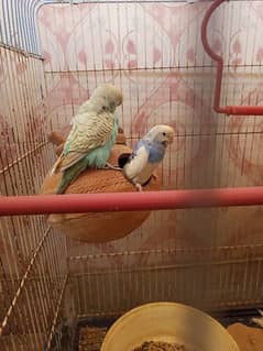 BUDGIE AUSTRALIAN PAIRS FOR SALE FULL BREED