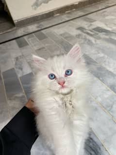 persian male cat