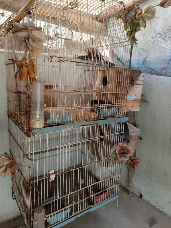 iran cage total 4 cage 0