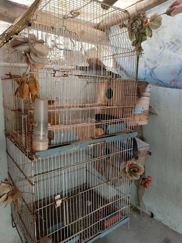 iran cage total 4 cage 3