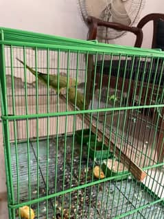 green parrot