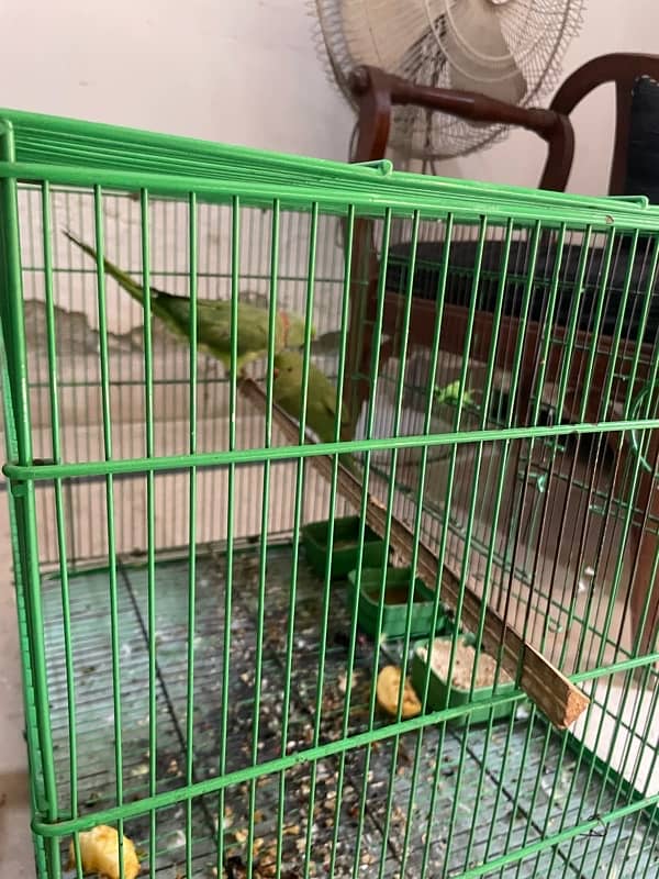 green parrot 0