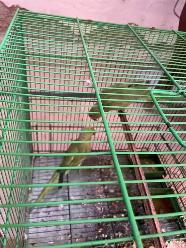 green parrot 2