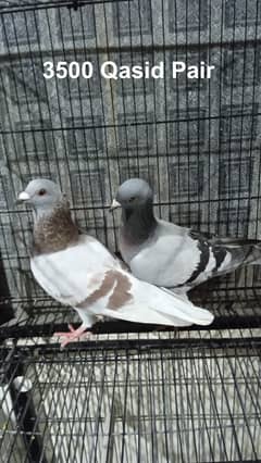 Qasid kabotar | Black Pigeon | White | Fancy | Sherazi | King | Danis