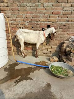 1 bakri 2 bakry Cheni makhi rabta 03322816046 rabta is per kare