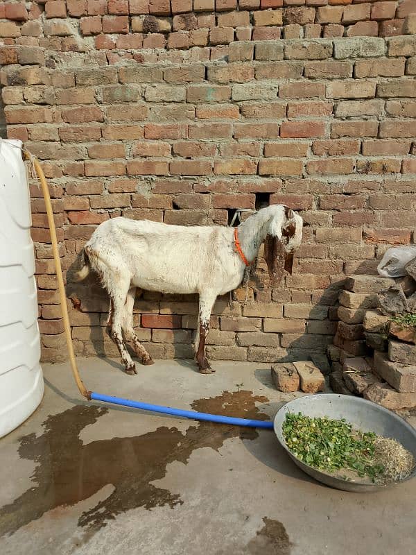 1 bakri 2 bakry Cheni makhi rabta 03322816046 rabta is per kare 1