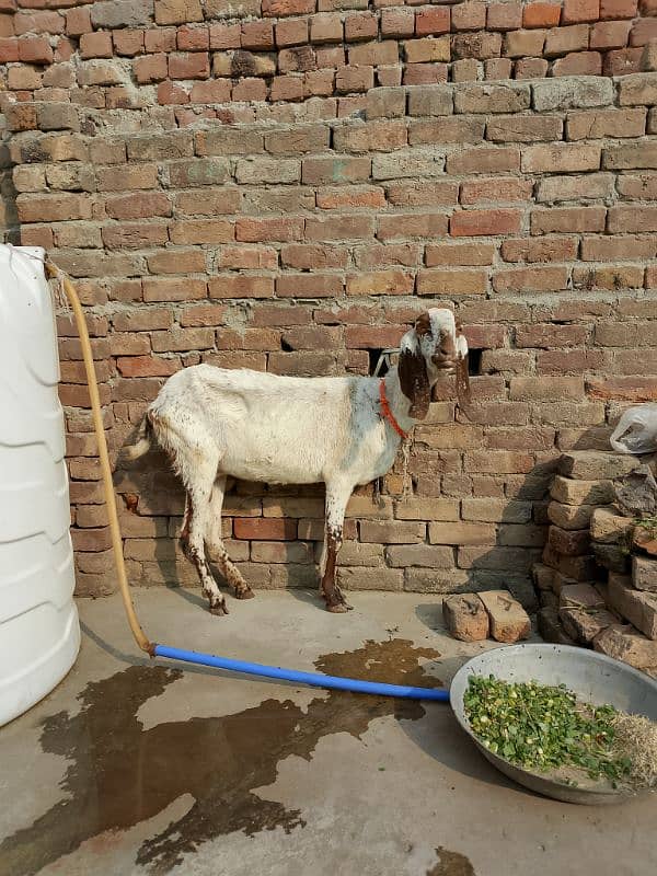 1 bakri 2 bakry Cheni makhi rabta 03322816046 rabta is per kare 2