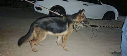 German Shepherd Female for Sale