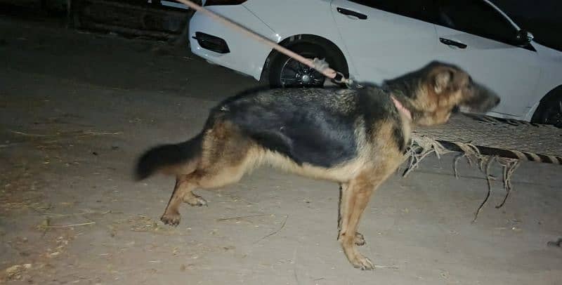 German Shepherd Female for Sale 1