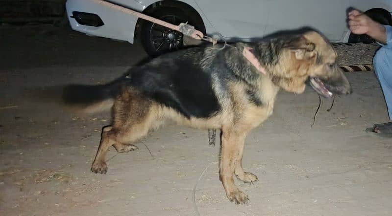 German Shepherd Female for Sale 2