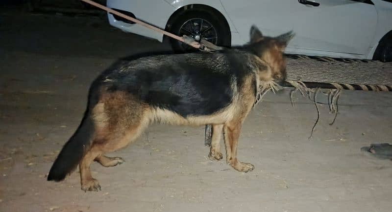 German Shepherd Female for Sale 3