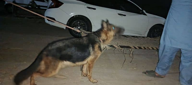 German Shepherd Female for Sale 4