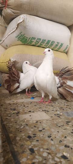 Fancy Pigeon Breeder Pair