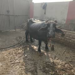 buffalo female sale urgent