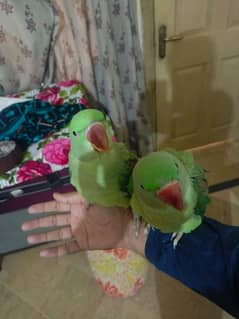 raw parrots pair age 1.5 years hand taim