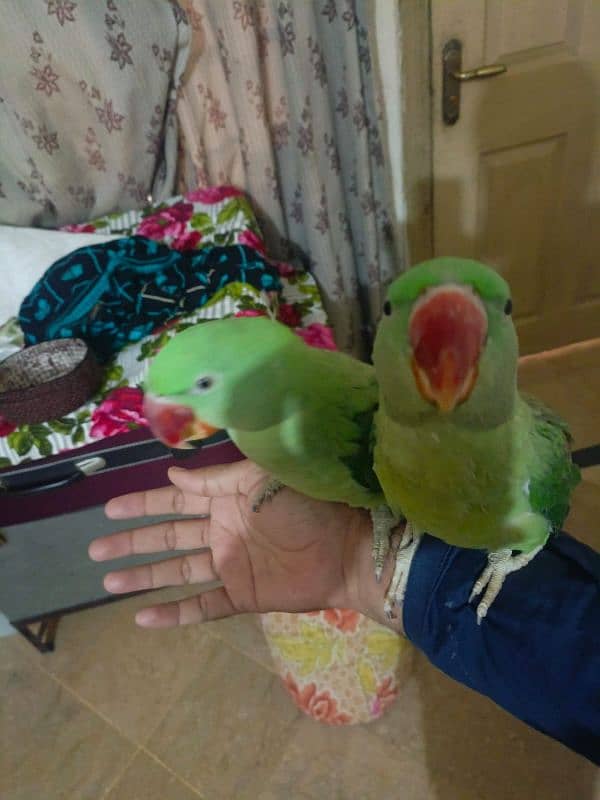 raw parrots pair age 1.5 years hand taim 1