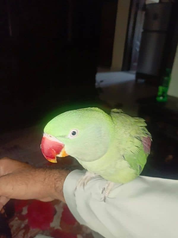 raw parrots pair age 1.5 years hand taim 2