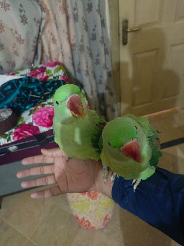 raw parrots pair age 1.5 years hand taim 3