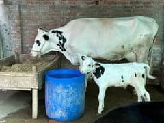 frezian white cow for sale