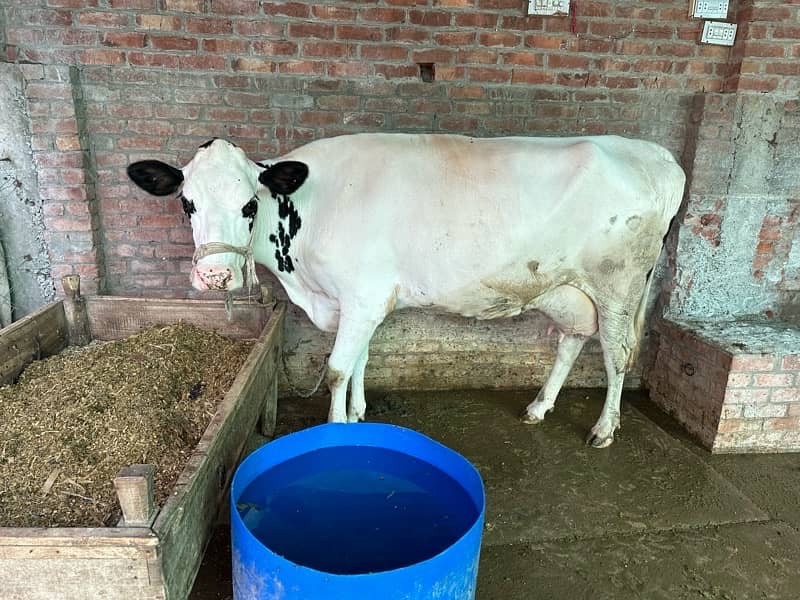 frezian white cow for sale 1