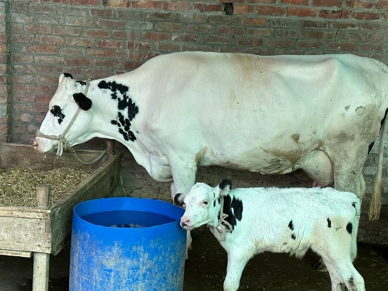 frezian white cow for sale 2