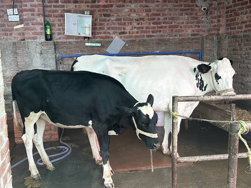 frezian white cow for sale 3